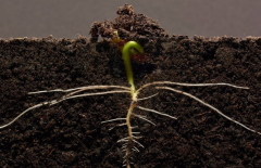  為什么要進行土壤有機質檢測？